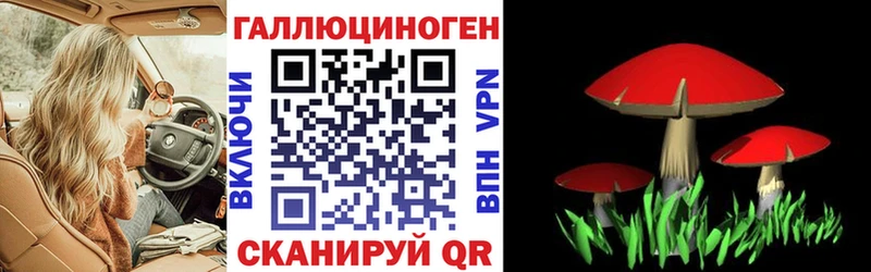 как найти   Долгопрудный  Псилоцибиновые грибы Psilocybine cubensis 